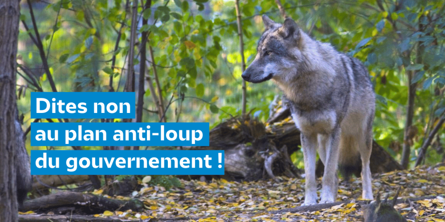 Dites non au plan anti-loup du gouvernement